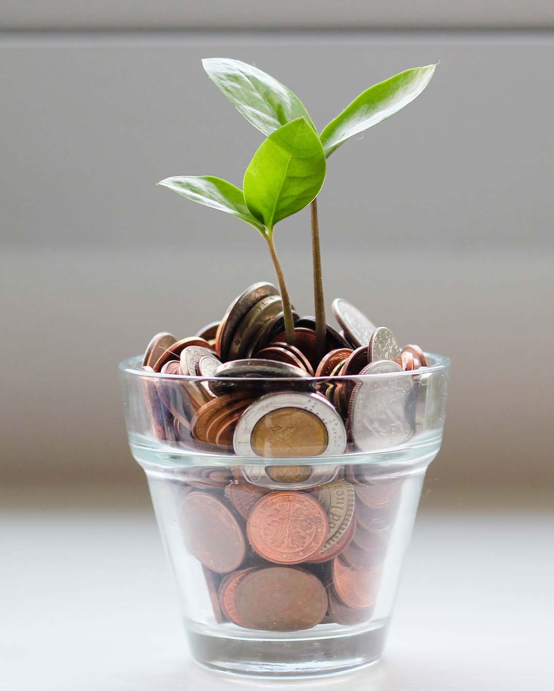 Ein Glas voller Münzen aus denen ein junger Baum wächst.